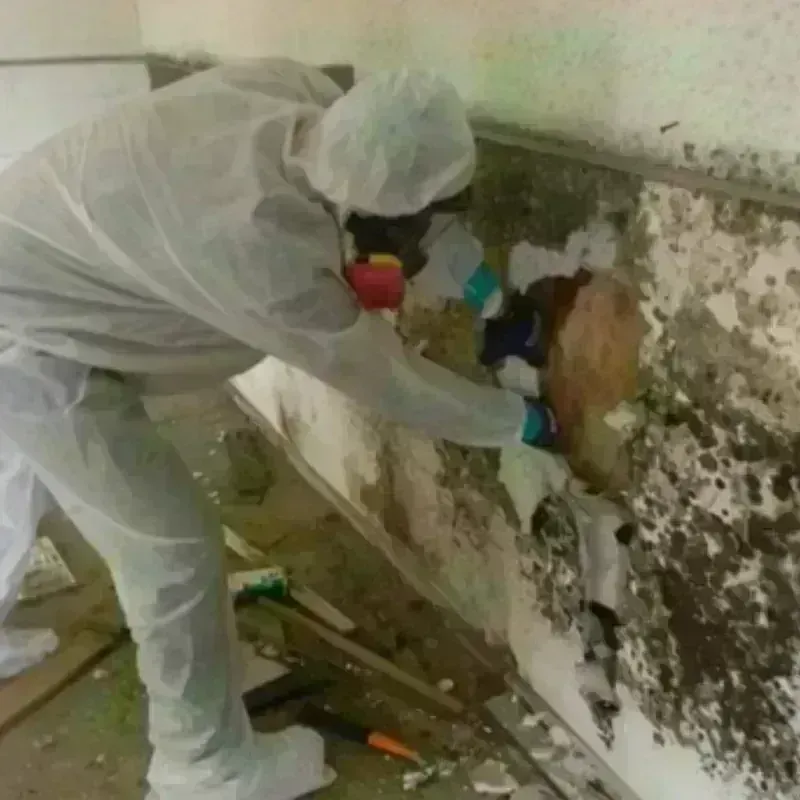 Mold Remediation and Removal in Haledon, NJ